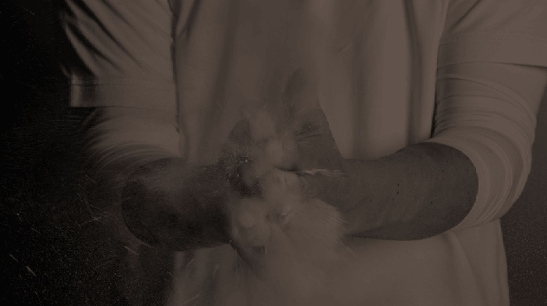 Fata morgana base pizza horeca